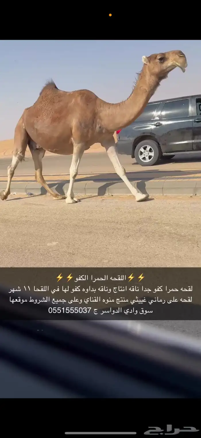 لقحه حمرا كفو 4