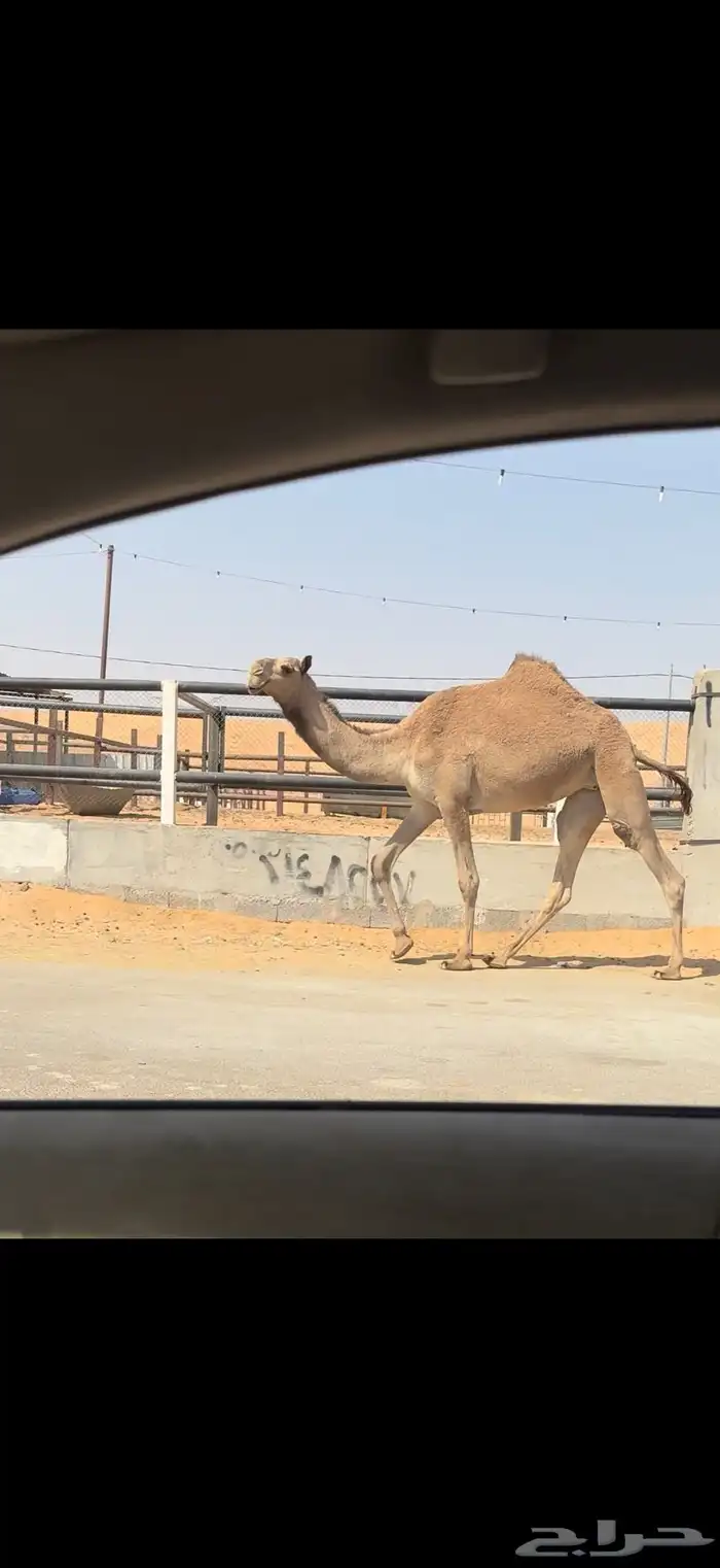 بكره شعلا معشر 5