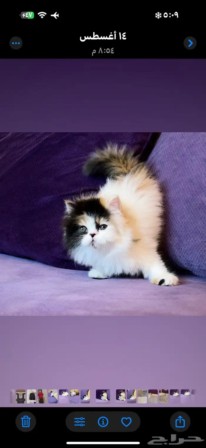 انثى بيرشن بيور 3