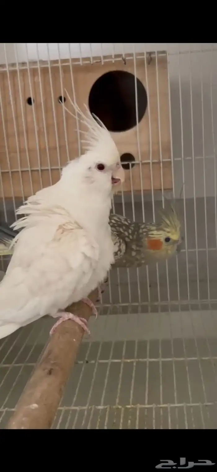 للبيع جوز كروان 5