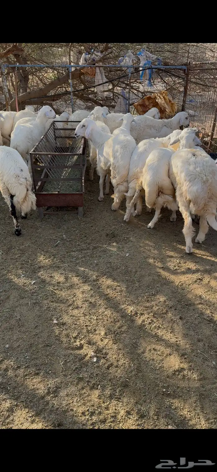 طليان مناسبات 1