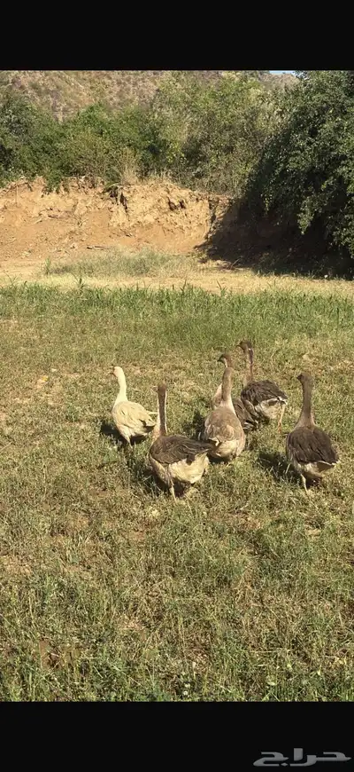 وز عراقي للبيع العدد 6 البيع لااعلى سوم index