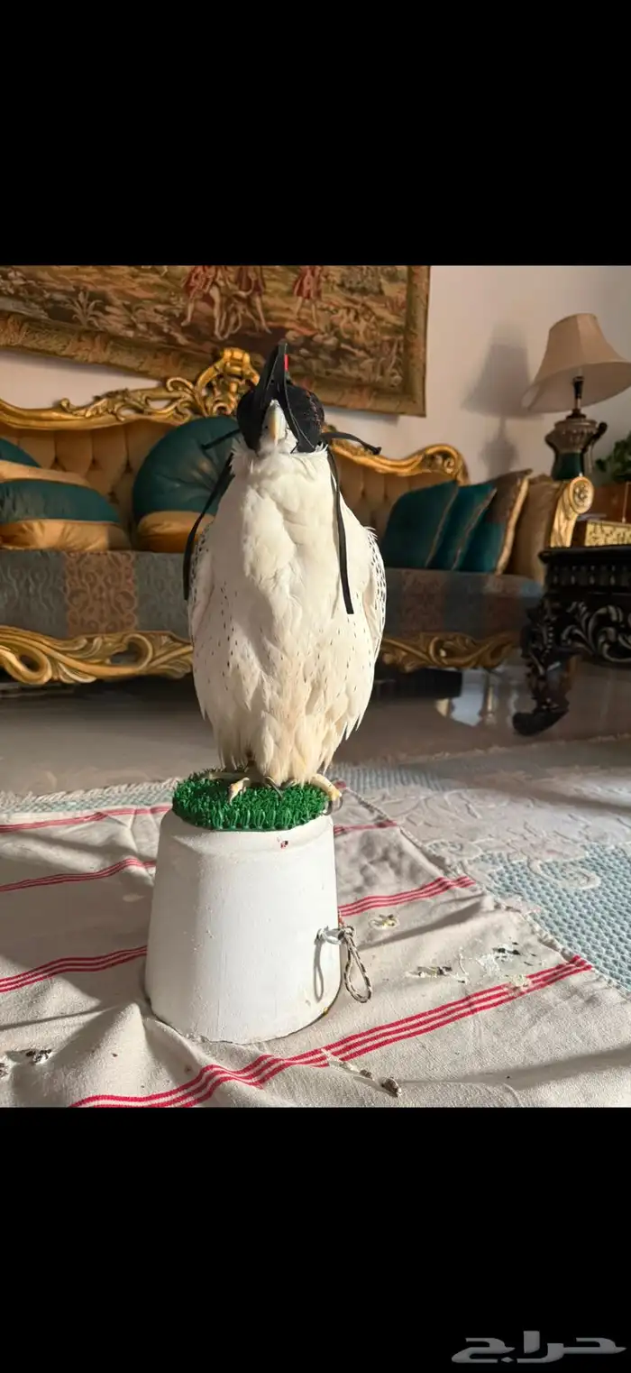 طير جير بيور 0