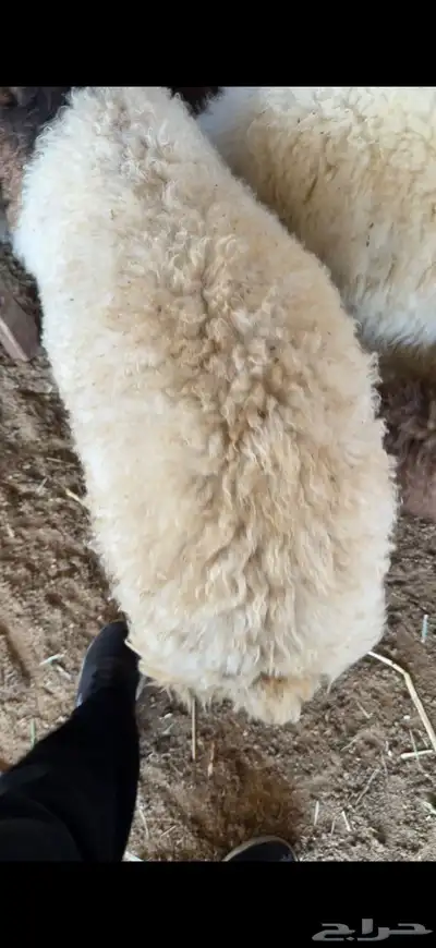 نعيمي بلدي فاخر بأرخص الاسعار وسواكني index