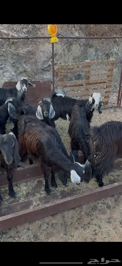 تيوس بريات للبيع index