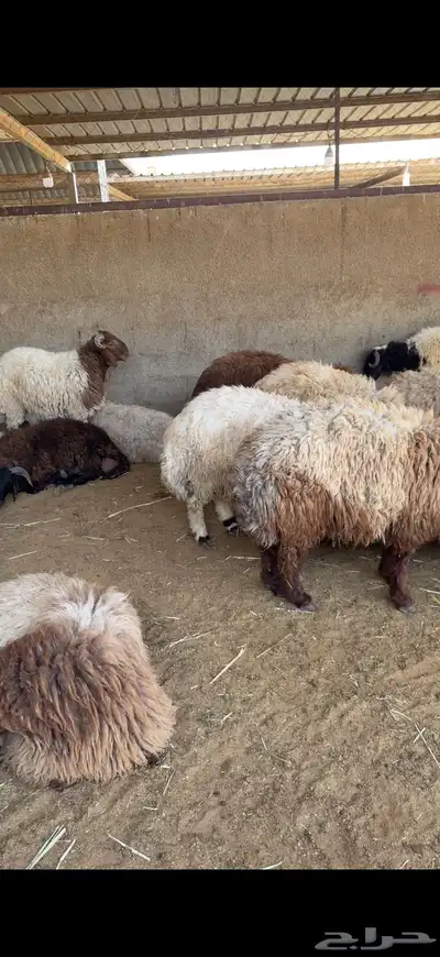 نعيمي بلدي فاخر بأرخص الاسعار وسواكني index