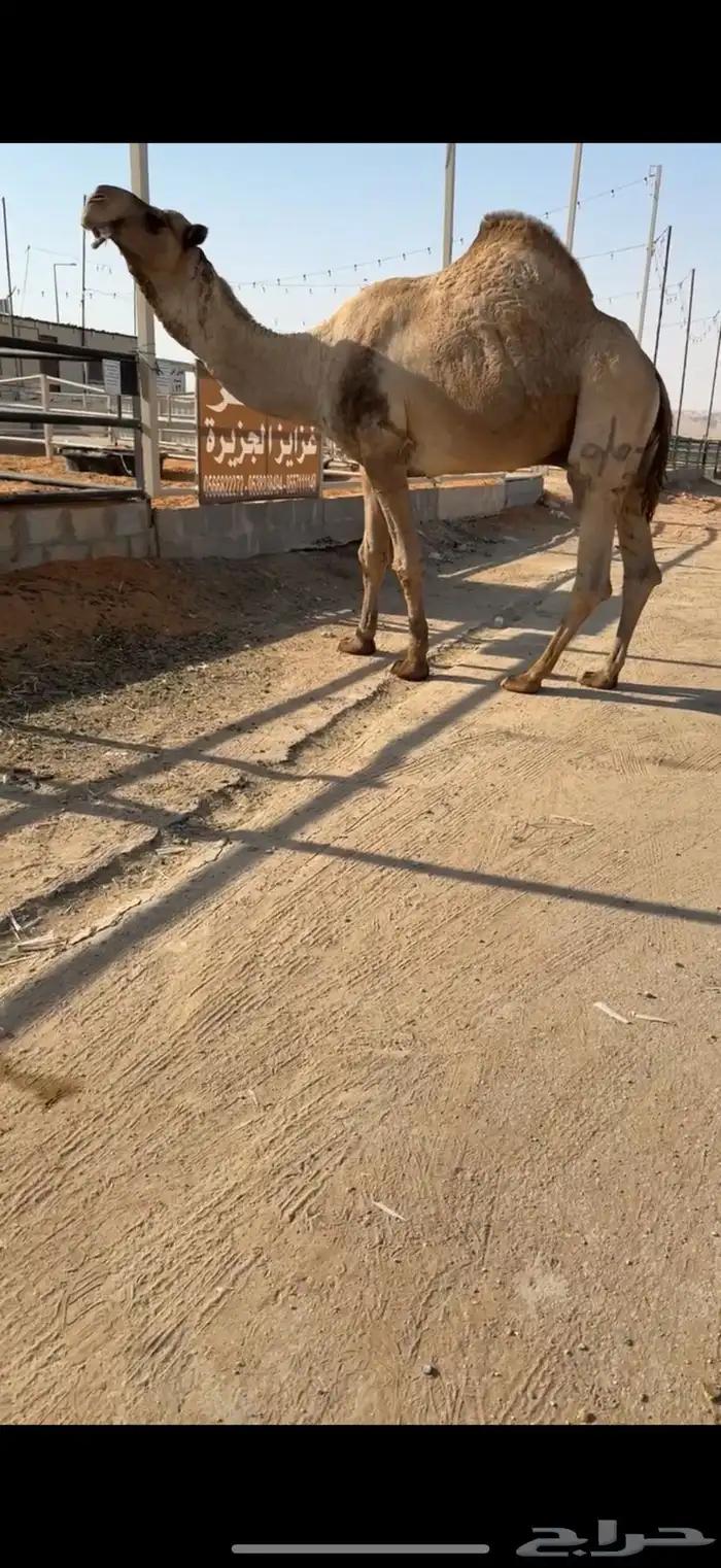 بعير كفوو منتج 1