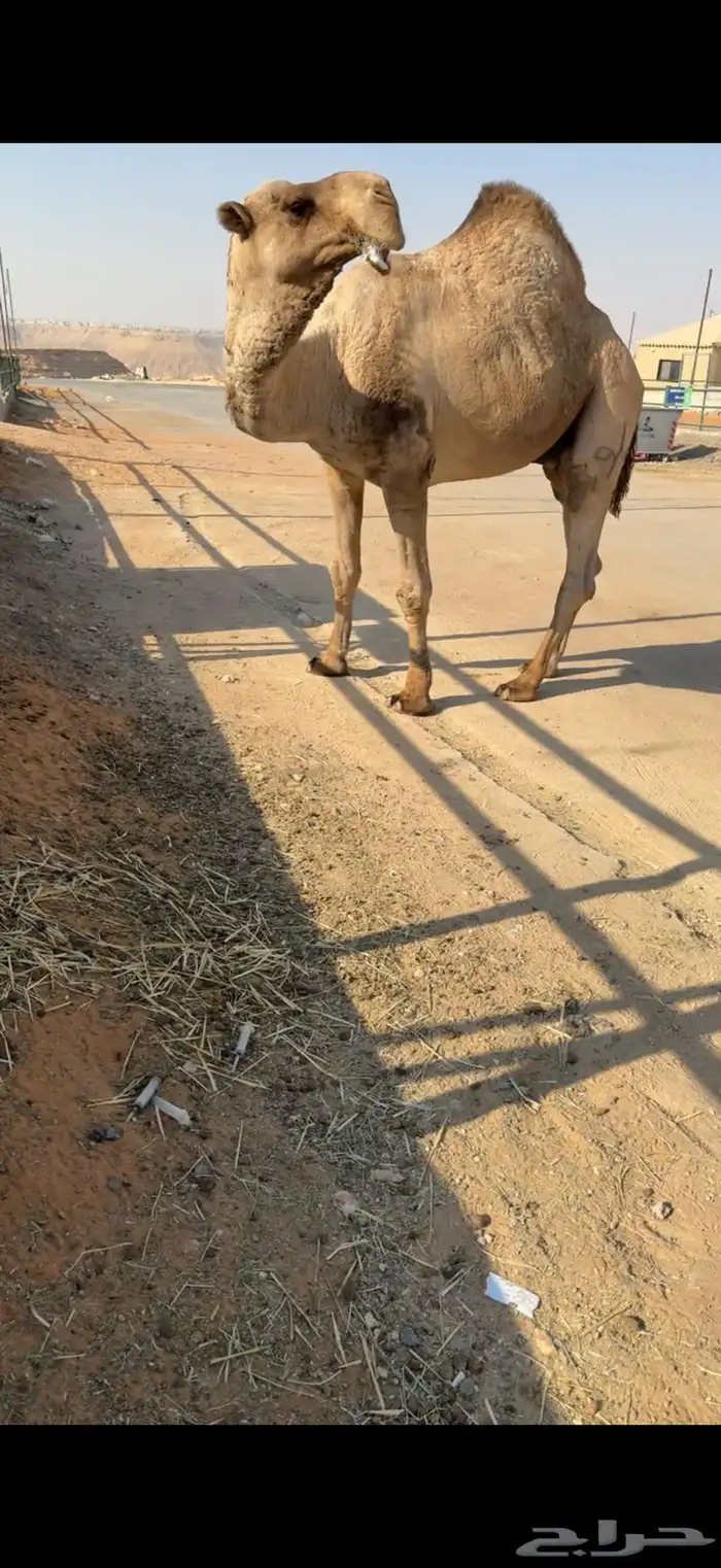 بعير كفوو منتج 2