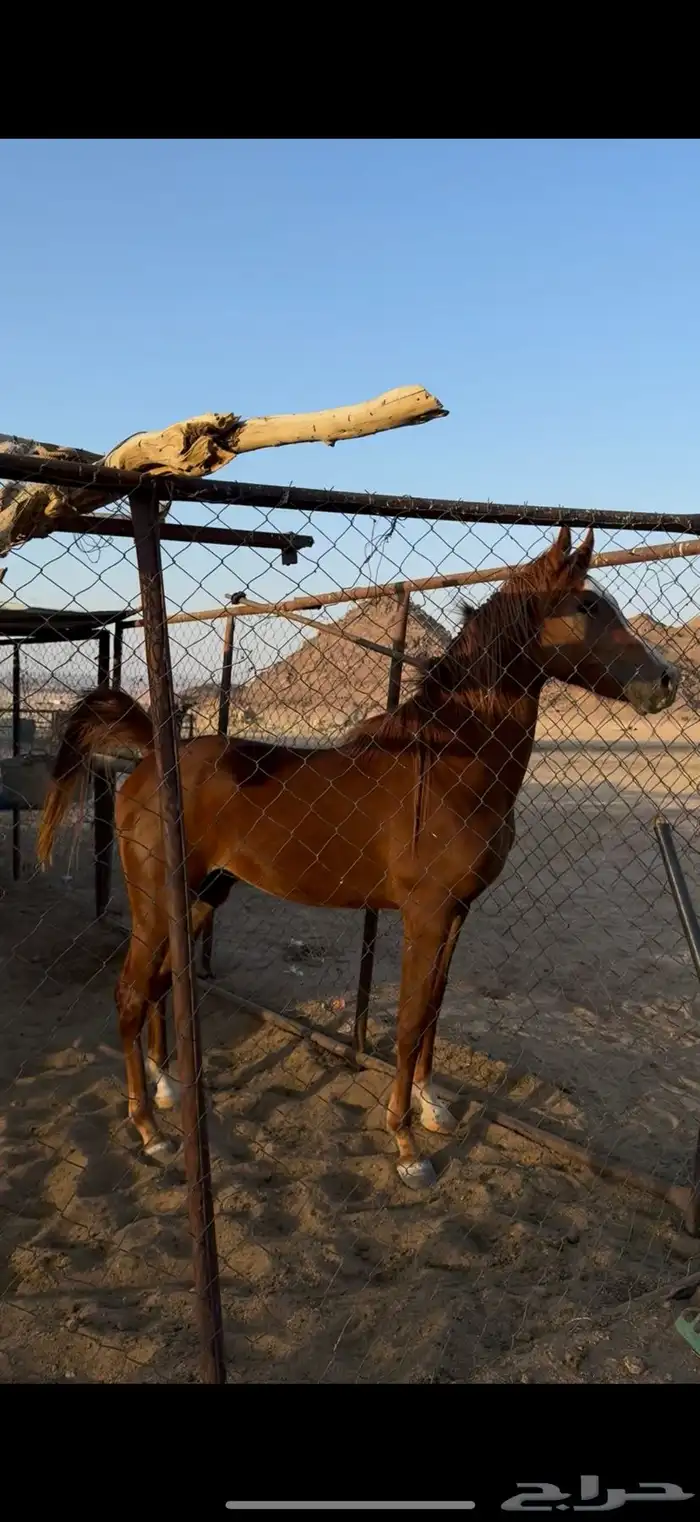 فرس ومهره وحصانين 3