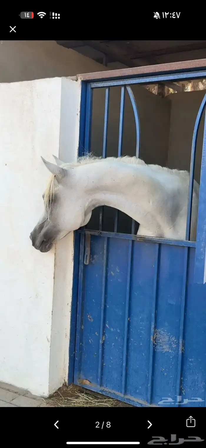 حصان شعبي شيخ 8