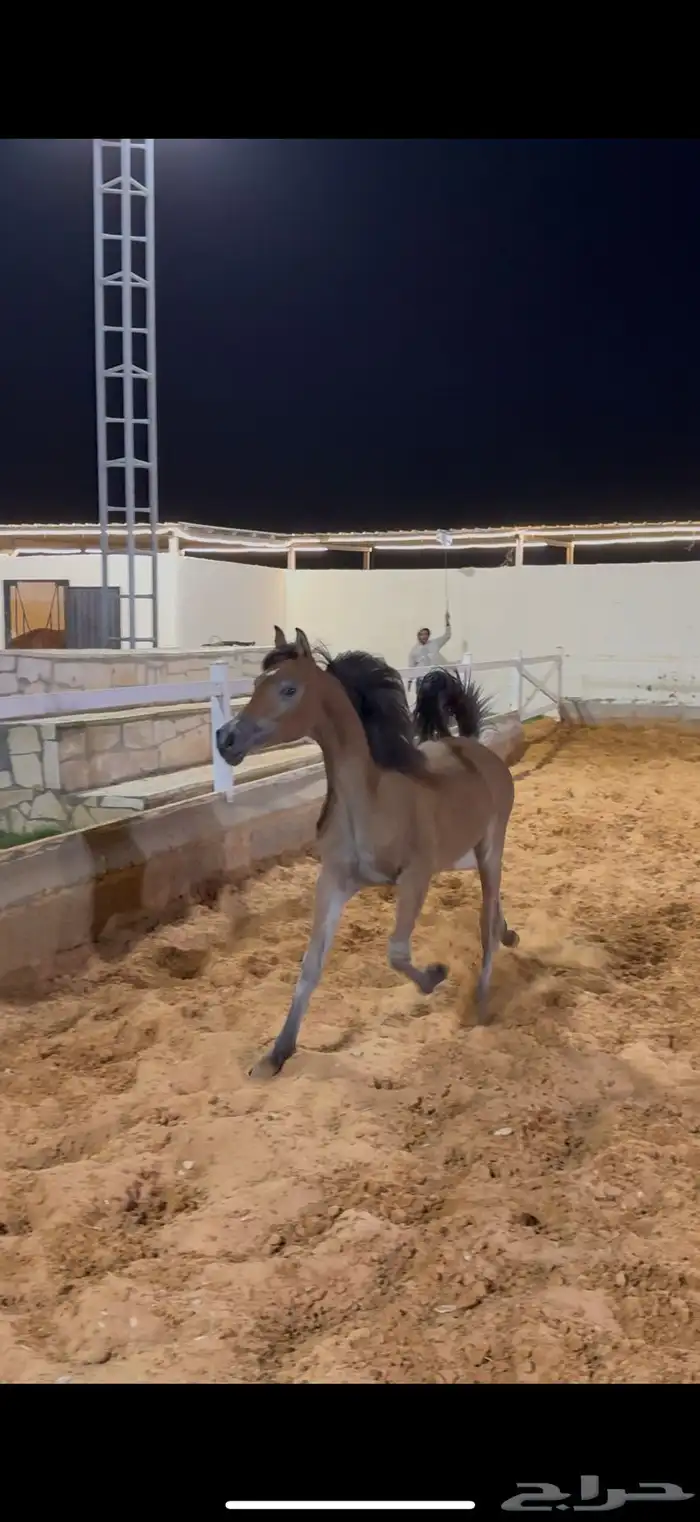 مهره واهو بنت البطل راج المكتوب 4