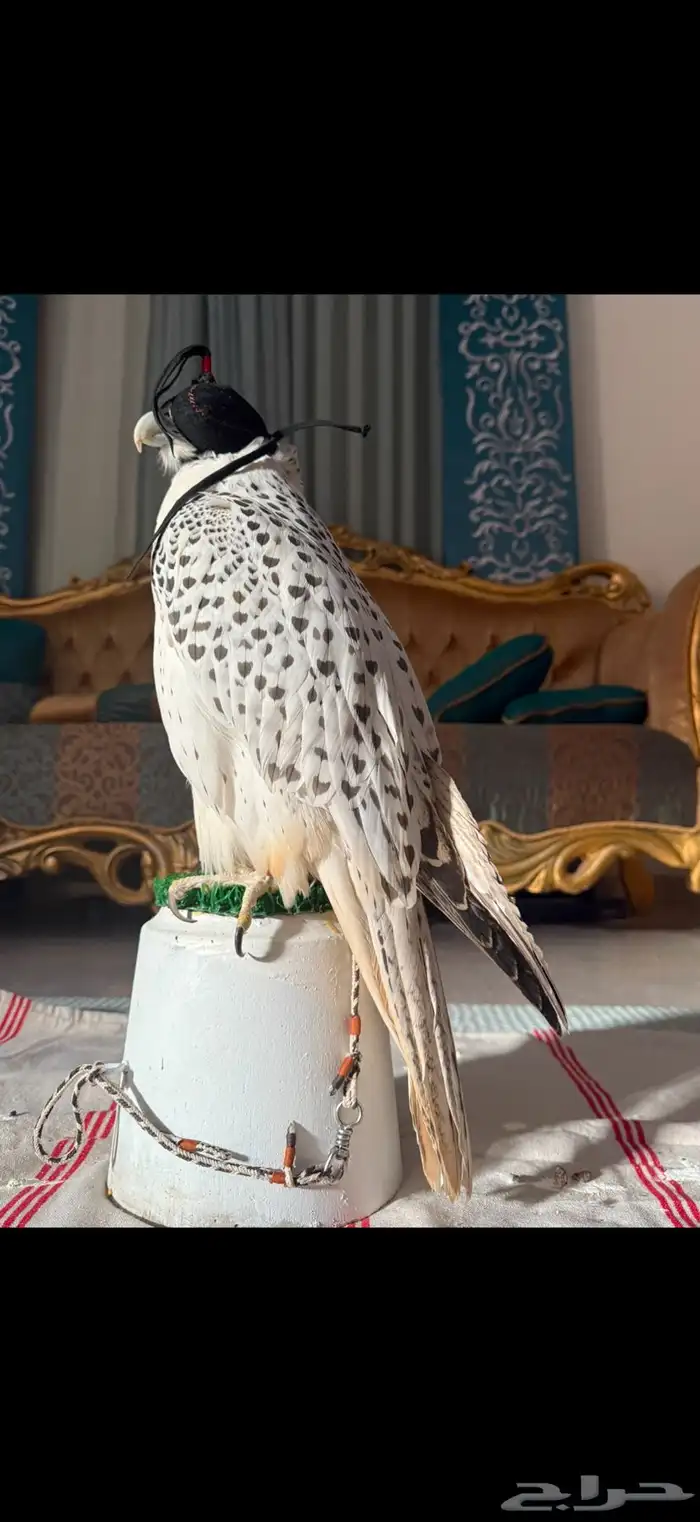 طير جير بيور 3