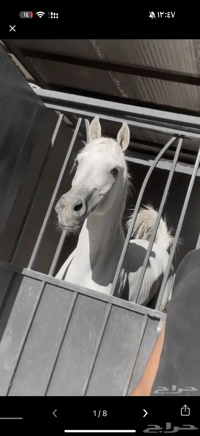 حصان شعبي شيخ 7