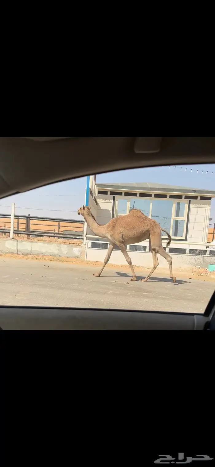 بكره شعلا معشر 2