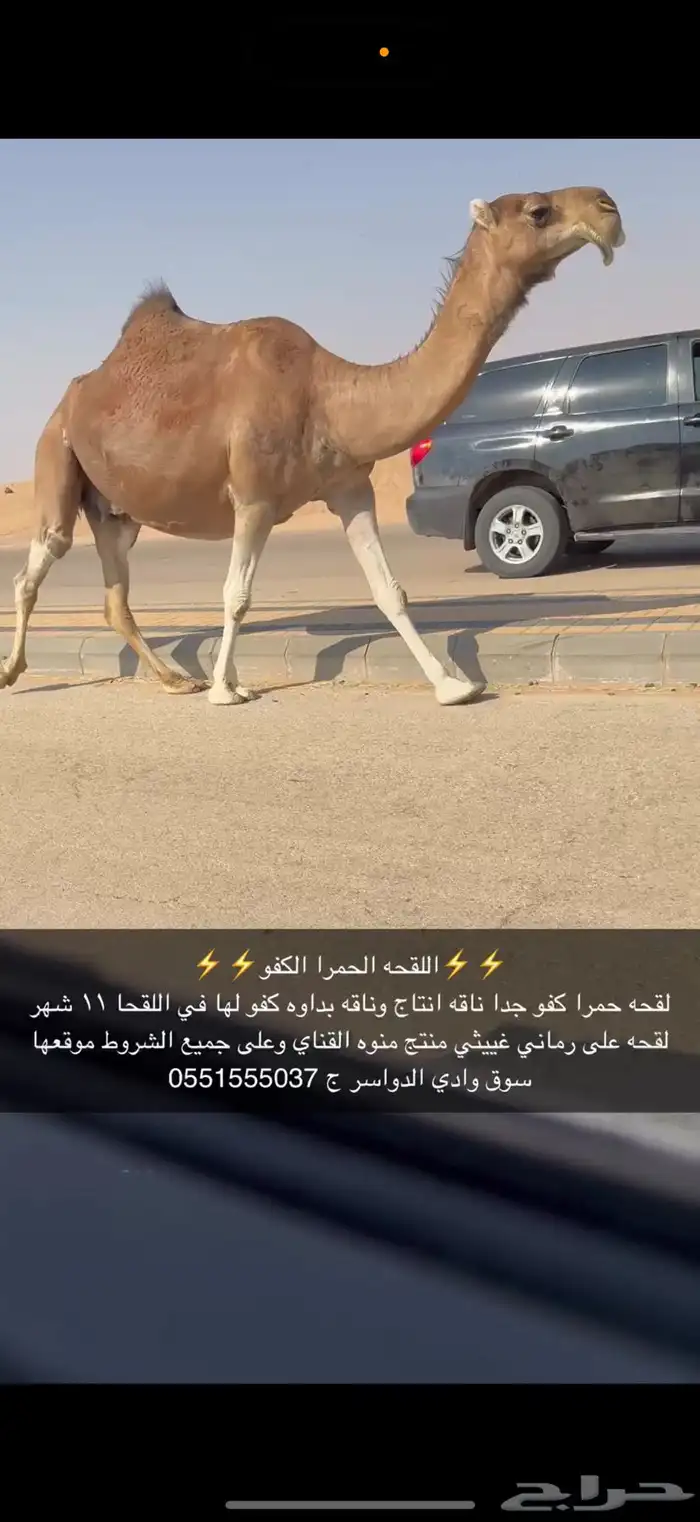 لقحه حمرا كفو 5