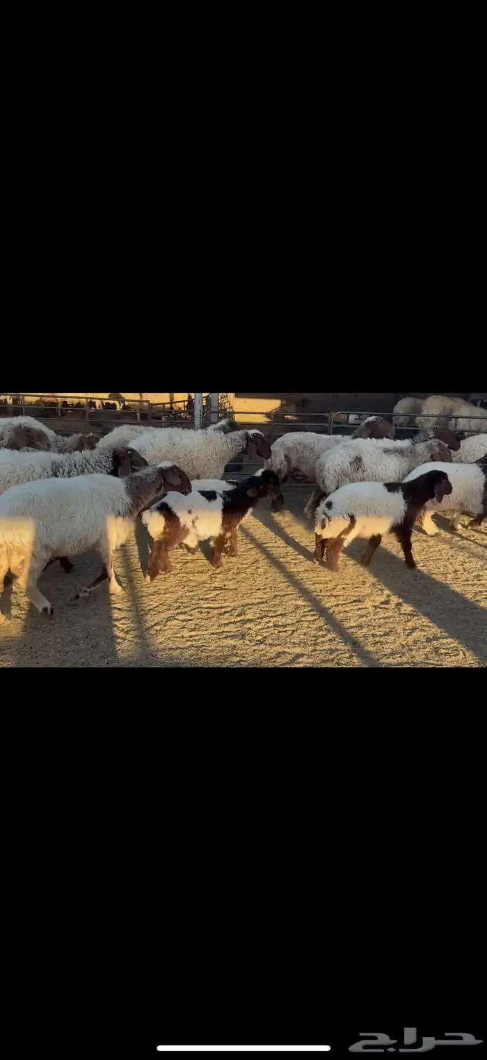 غنم نعيم مطافيل 5