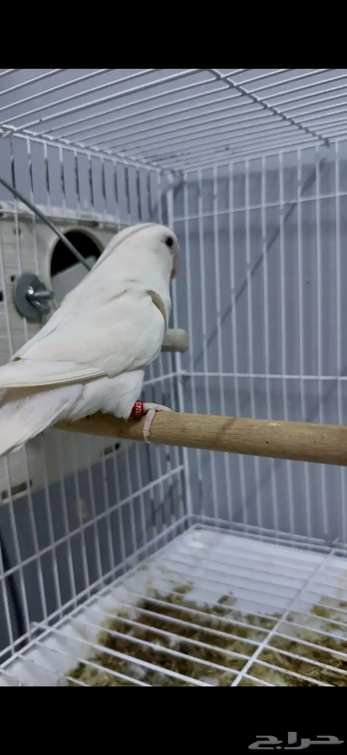 أنثى روز البينو بشهادة تحليل 0