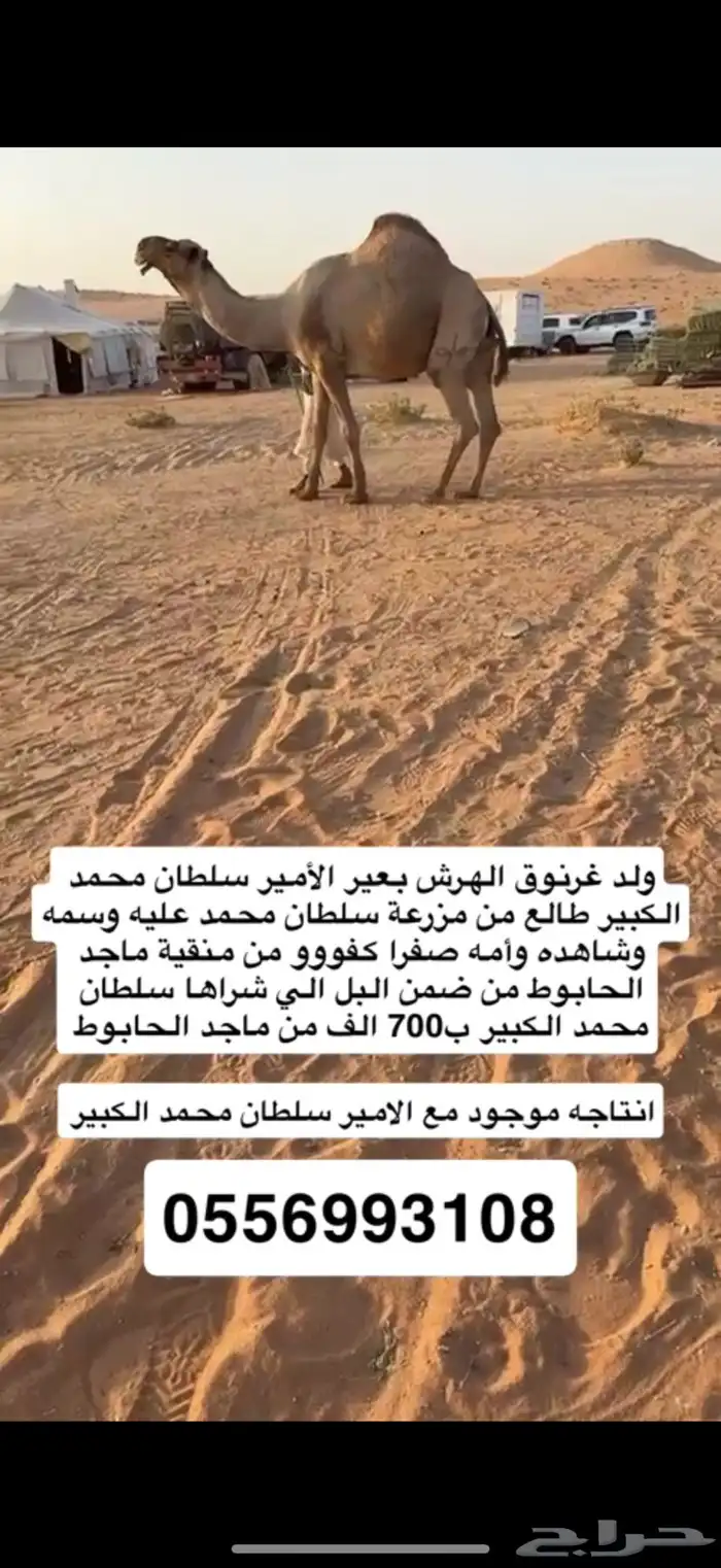 بعير كفوو منتج 0