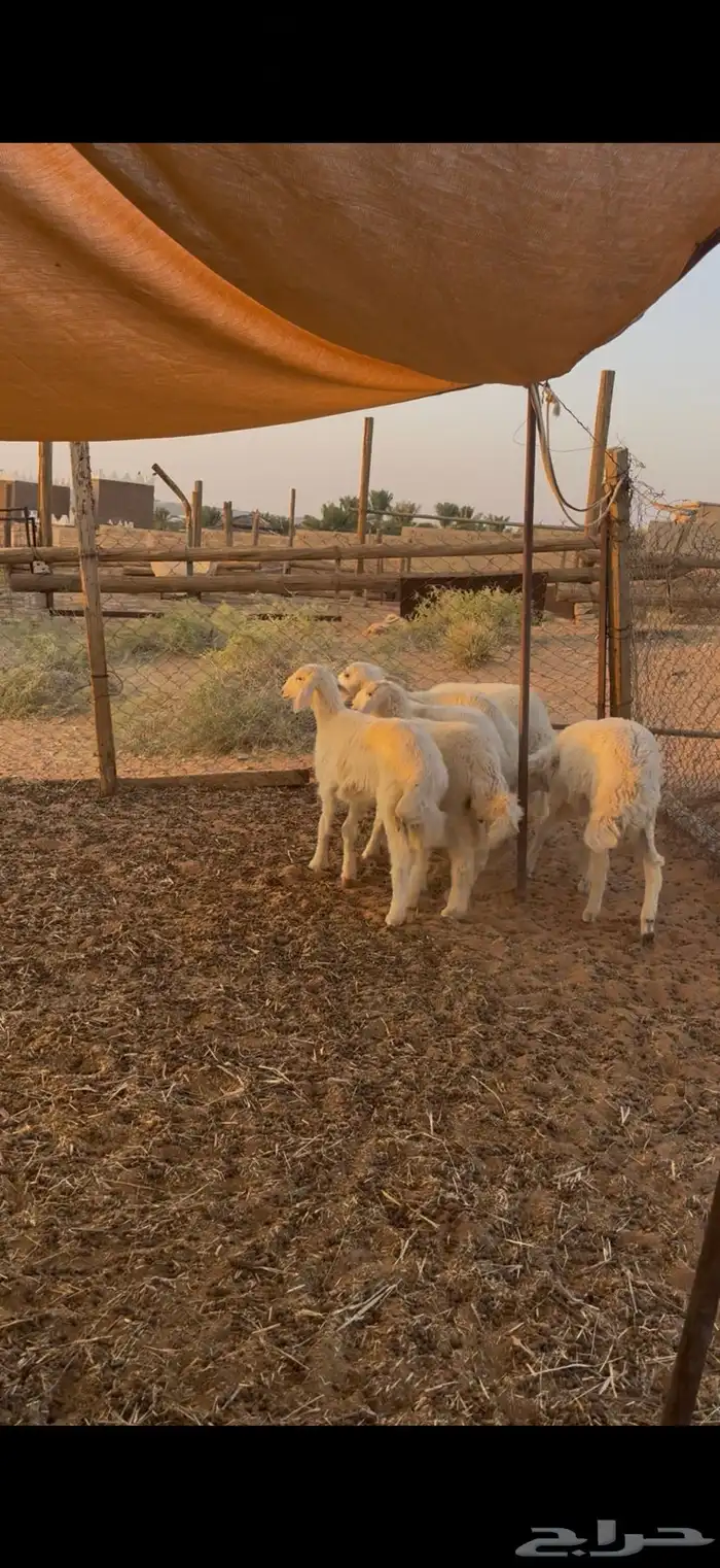 رخال حريات 0