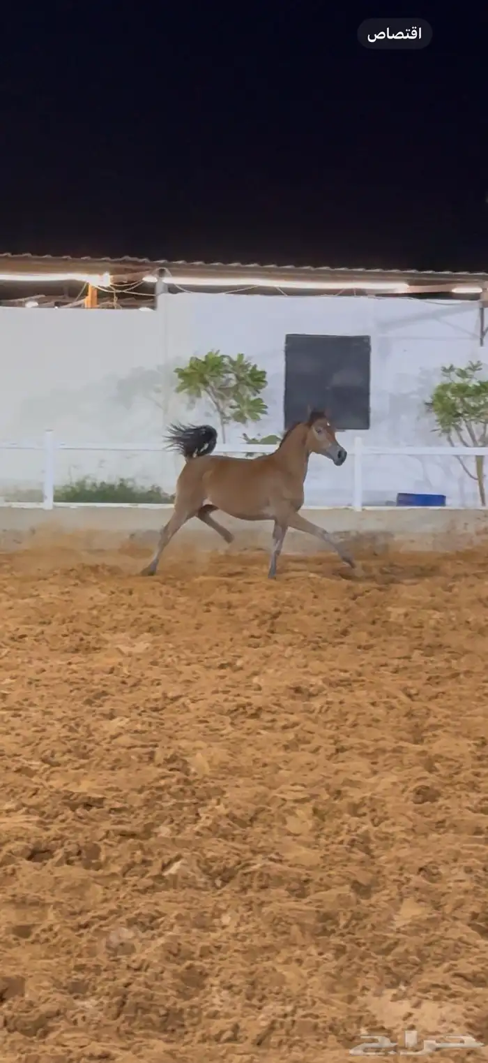 مهره واهو بنت البطل راج المكتوب 2