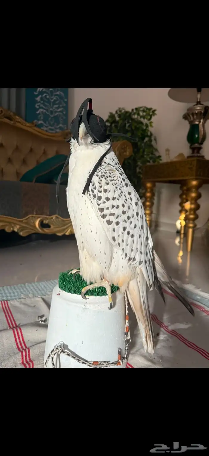 طير جير بيور 4