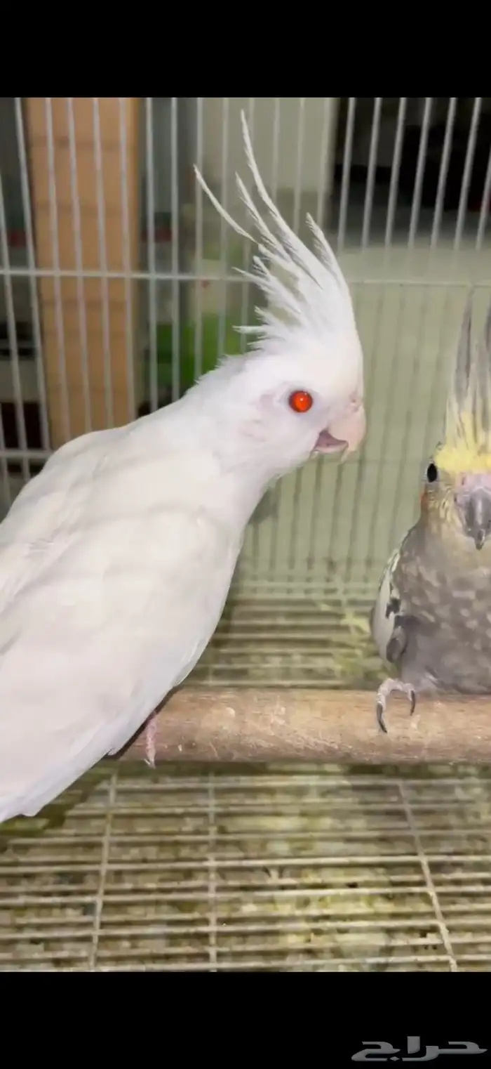 للبيع جوز كروان 4