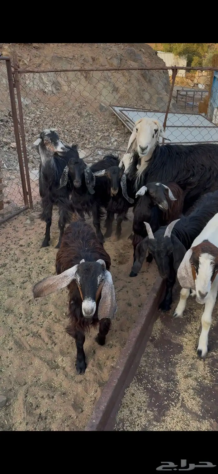 تيوس بريات للبيع 0