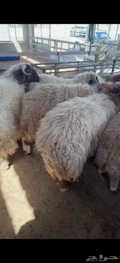 نعيمي بلدي فاخر بأرخص الاسعار وسواكني index