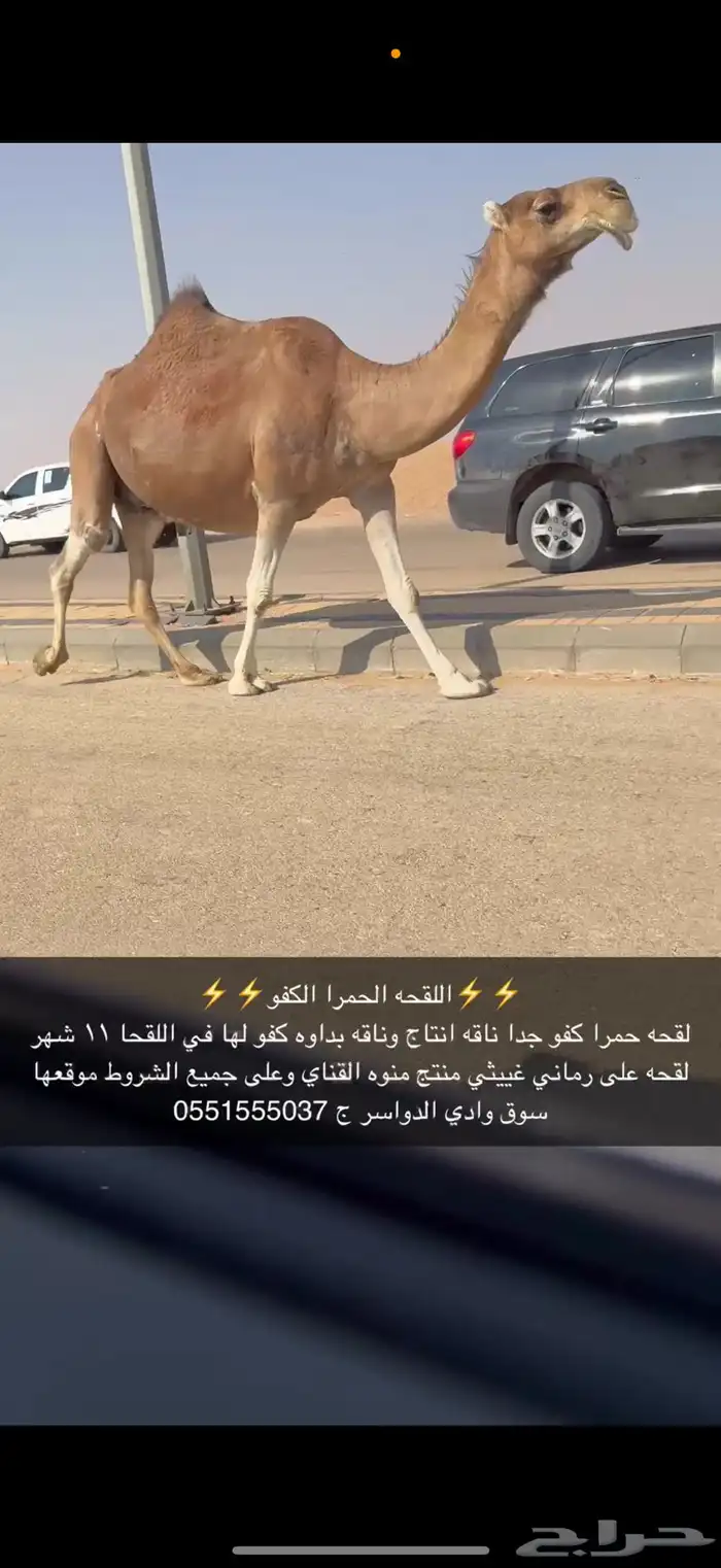 لقحه حمرا كفو 1