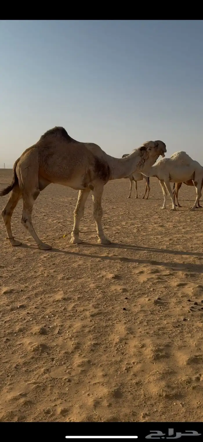 فحل اشقح طيب 2