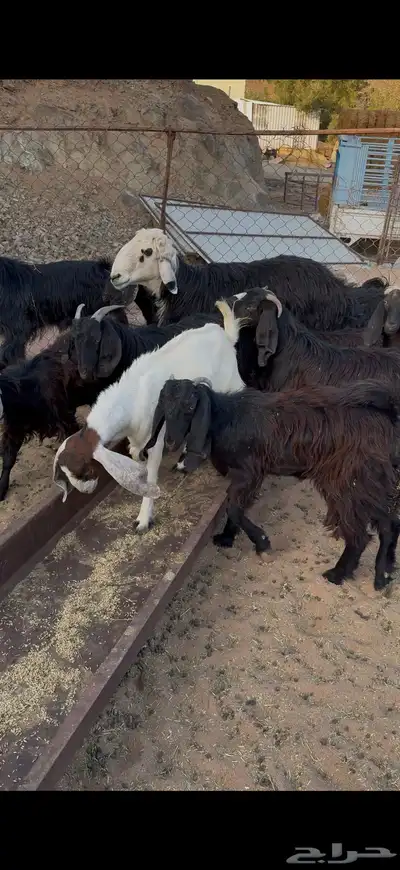 تيوس بريات للبيع index