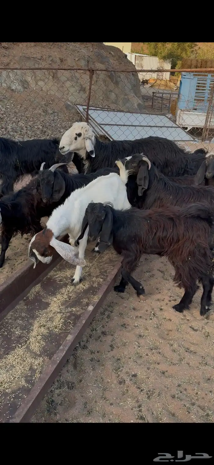 تيوس بريات للبيع 1