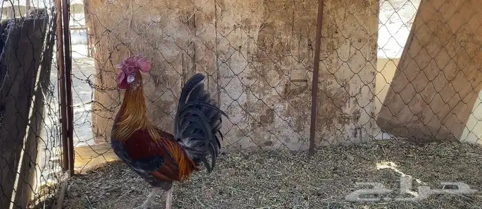 ديك فحل كفو 0