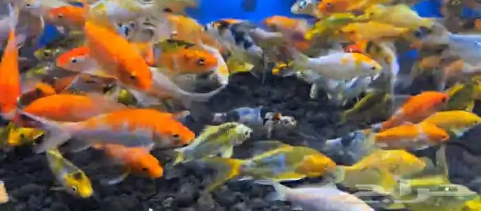 متوفر جميع أنواع اسماك الزينه متوفر جميع مستلزمات السمك 8