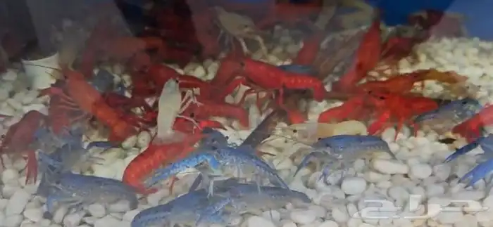 متوفر جميع أنواع اسماك الزينه متوفر جميع مستلزمات السمك 5