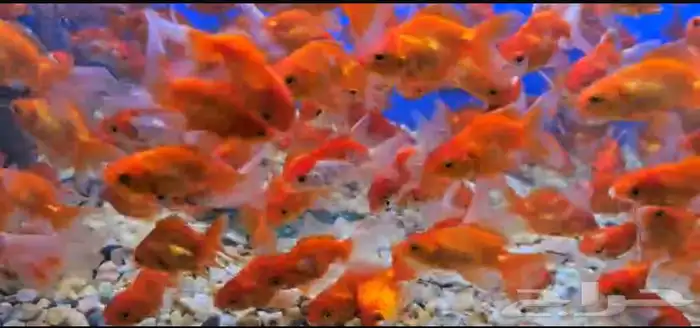 متوفر جميع أنواع اسماك الزينه متوفر جميع مستلزمات السمك 4