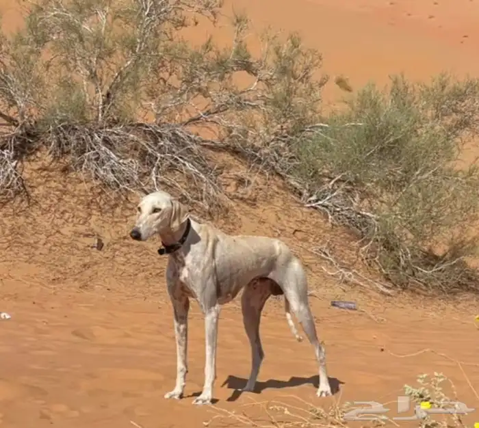 يعياال مطلوبب سلوقي يعلم الله اني بحاجته دورت بكل مكان مافي 0