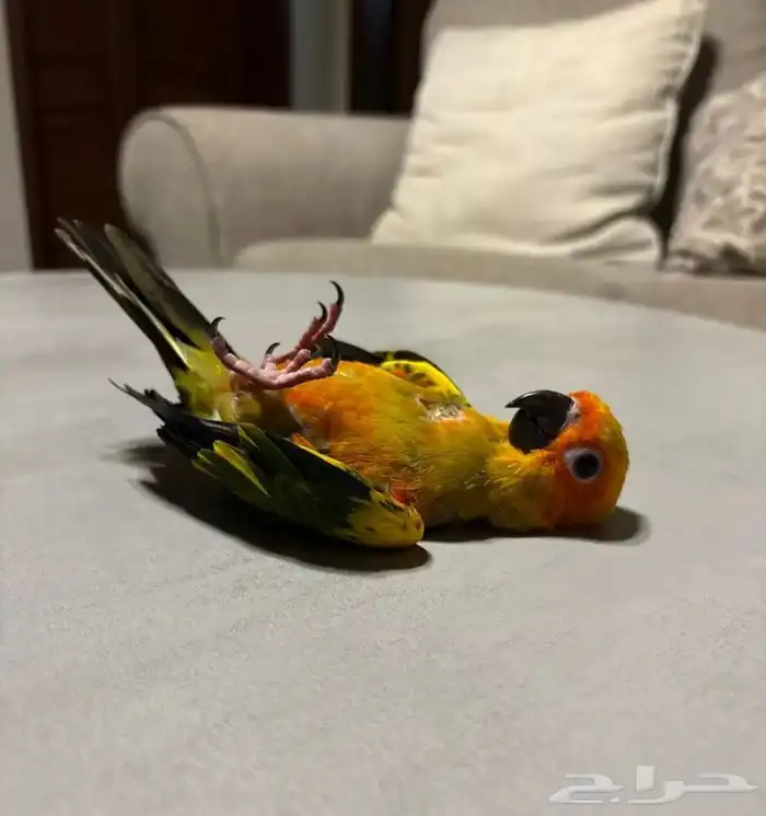 فرخ كنيور مجنون غر 1