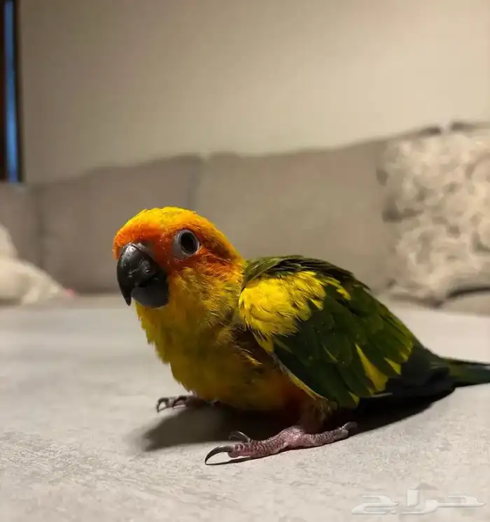 ببغاء صن كنيور فرخ نهايه غر صبغه قوويه 2