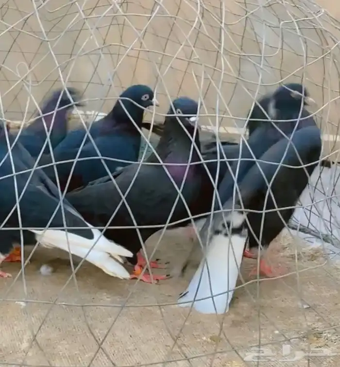 حمام قطيفي قلاب دم وفعل 5