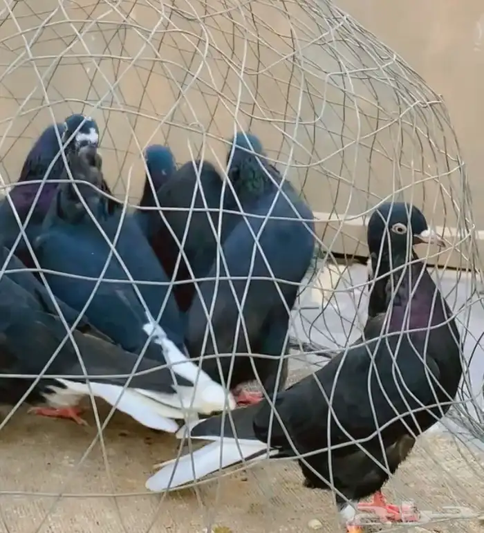 حمام قطيفي قلاب دم وفعل 6