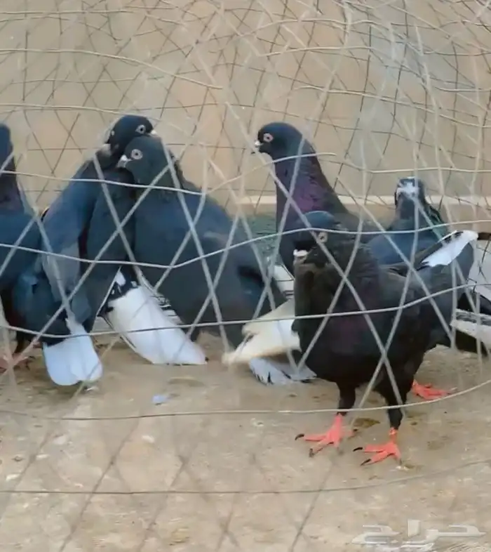 حمام قطيفي قلاب دم وفعل 8