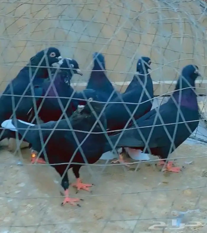 حمام قطيفي قلاب دم وفعل 1