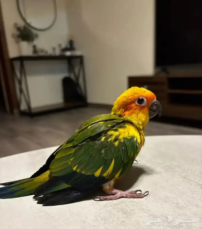 ببغاء صن كنيور فرخ نهايه غر صبغه قوويه 1