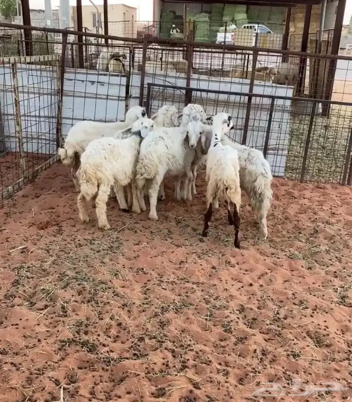 بهم حري تربيه الموقع مرات 0