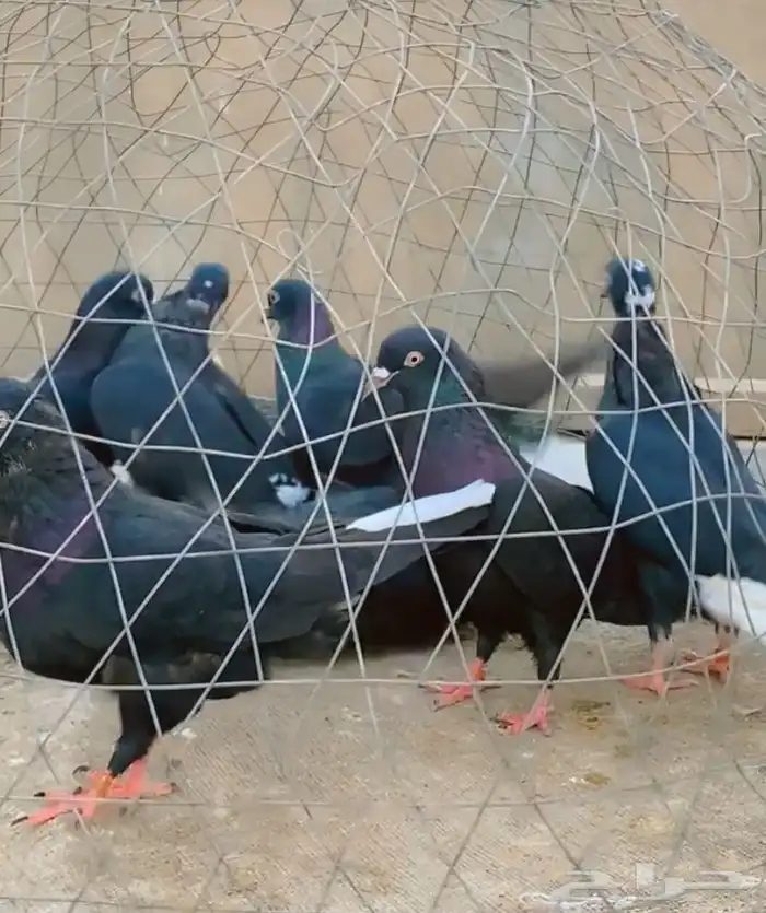 حمام قطيفي قلاب دم وفعل 2