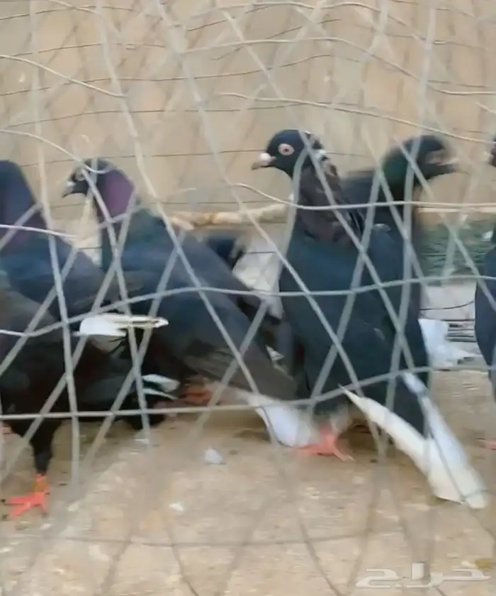 حمام قطيفي قلاب دم وفعل 4