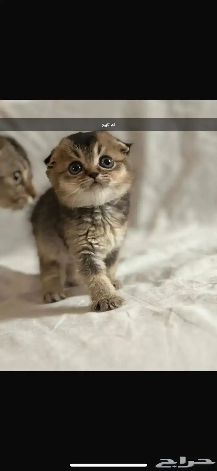 قطط كيتن سكوتش يوجد ذكور للتزاوج 1