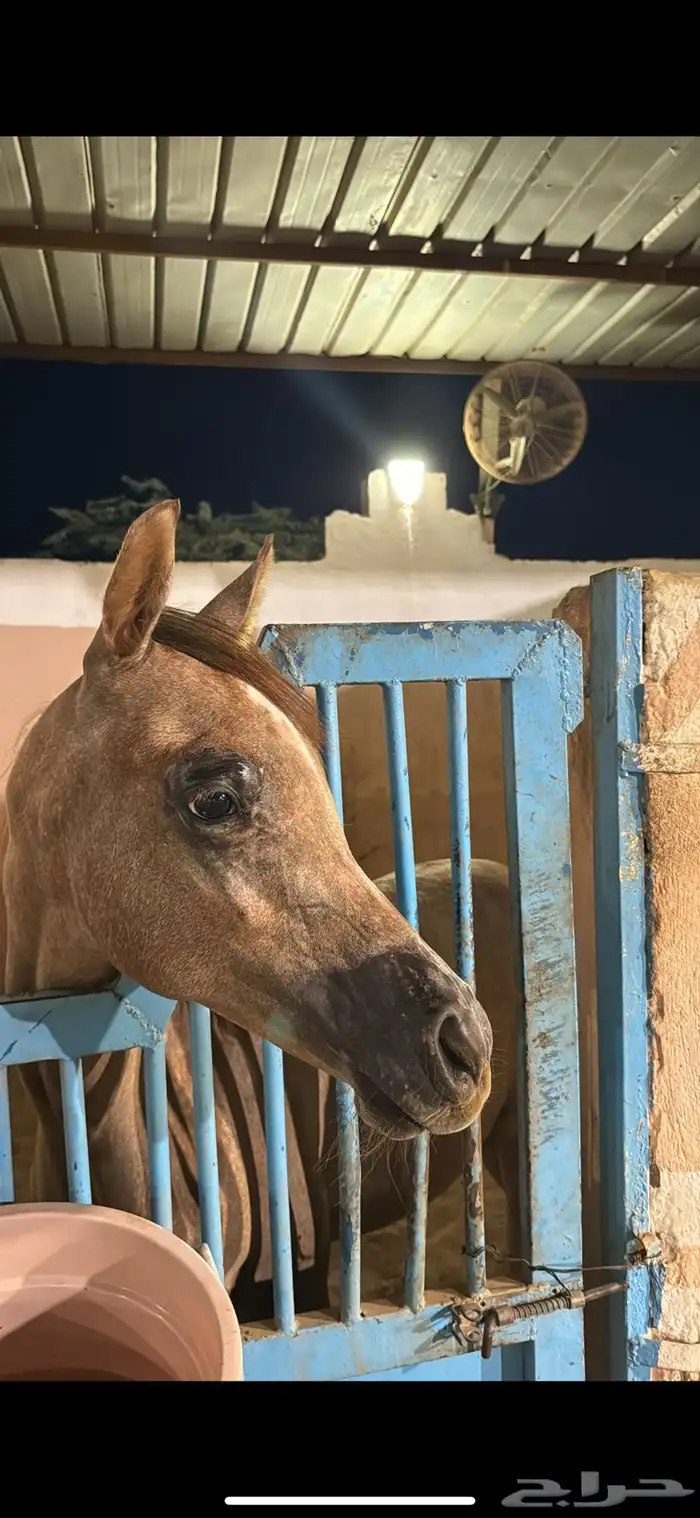 مهر ولد الاكساندر 8