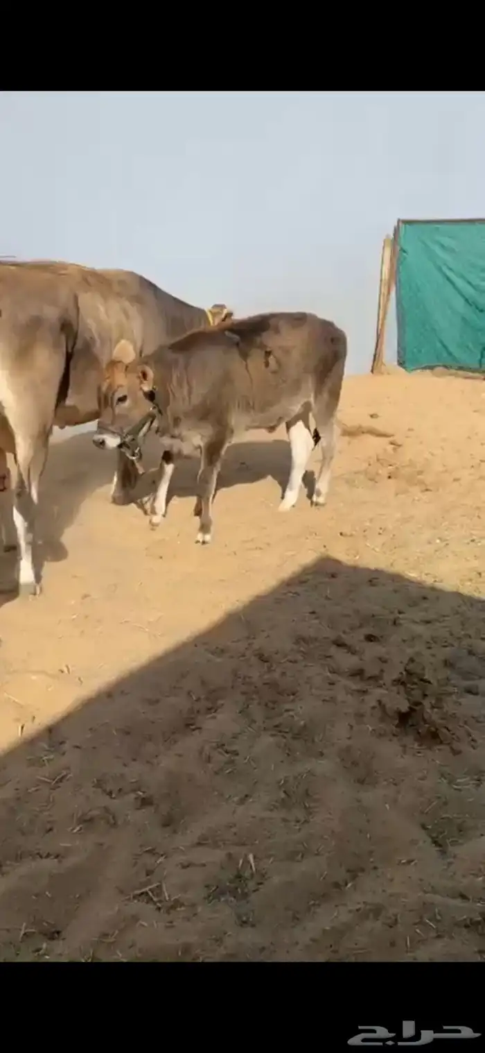 بقرة ألمانية مميزة مع عجلتها للبيع 0